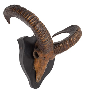 Lot 38 - Antlers/Horns: Pujab Urial or Salt range Urial...