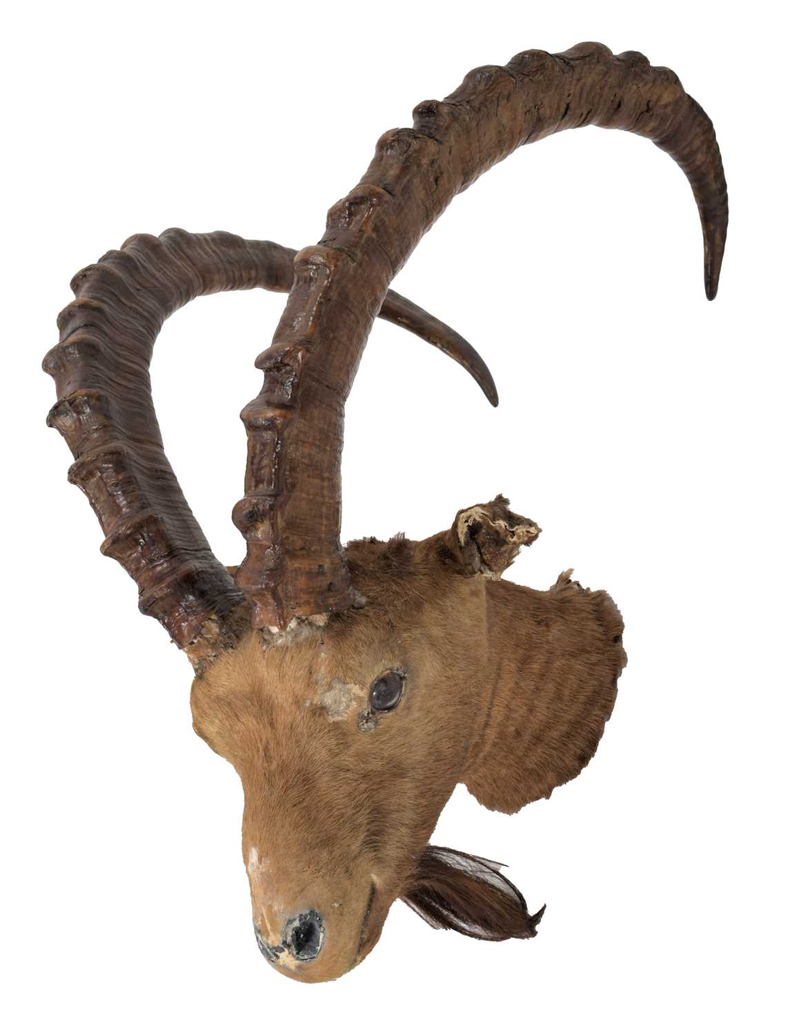 Lot 53 - Taxidermy: Mid-Asian Ibex (Capra sibirica...