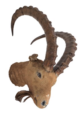 Lot 53 - Taxidermy: Mid-Asian Ibex (Capra sibirica...