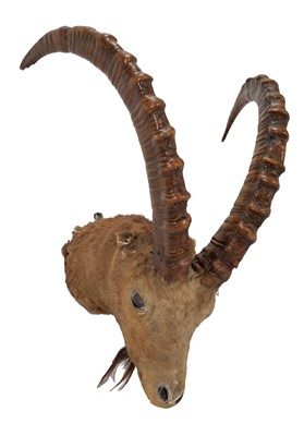 Lot 51 - Taxidermy: Mid-Asian Ibex (Capra sibirica...