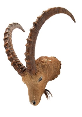 Lot 15 - Taxidermy: Mid-Asian Ibex (Capra sibirica...
