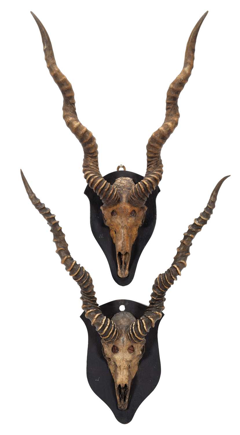 Lot 46 - Antlers/Horns: Indian Blackbuck (Antilope...