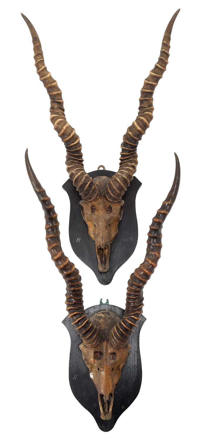 Lot 5 - Antlers/Horns: Indian Blackbuck (Antilope...