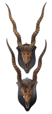 Lot 5 - Antlers/Horns: Indian Blackbuck (Antilope...