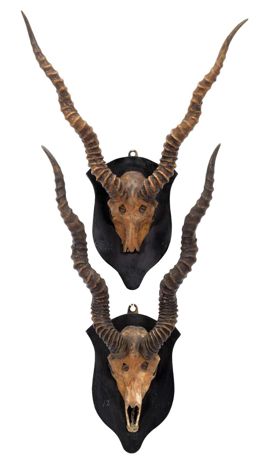 Lot 31 - Antlers/Horns: Indian Blackbuck (Antilope...
