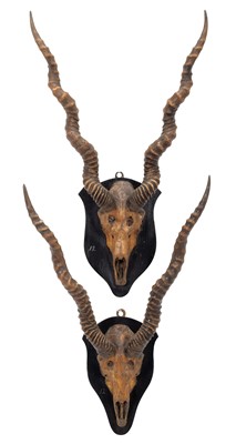 Lot 26 - Antlers/Horns: Indian Blackbuck (Antilope...