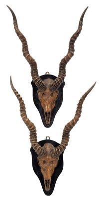 Lot 8 - Antlers/Horns: Indian Blackbuck (Antilope...