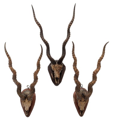 Lot 50 - Antlers/Horns: Indian Blackbuck (Antilope...