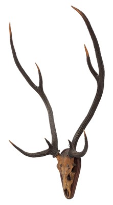 Lot 13 - Antlers/Horns: Axis Deer or Chital (Axis axis),...
