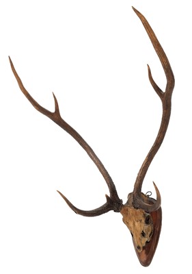 Lot 47 - Antlers/Horns: Axis Deer or Chital (Axis axis),...
