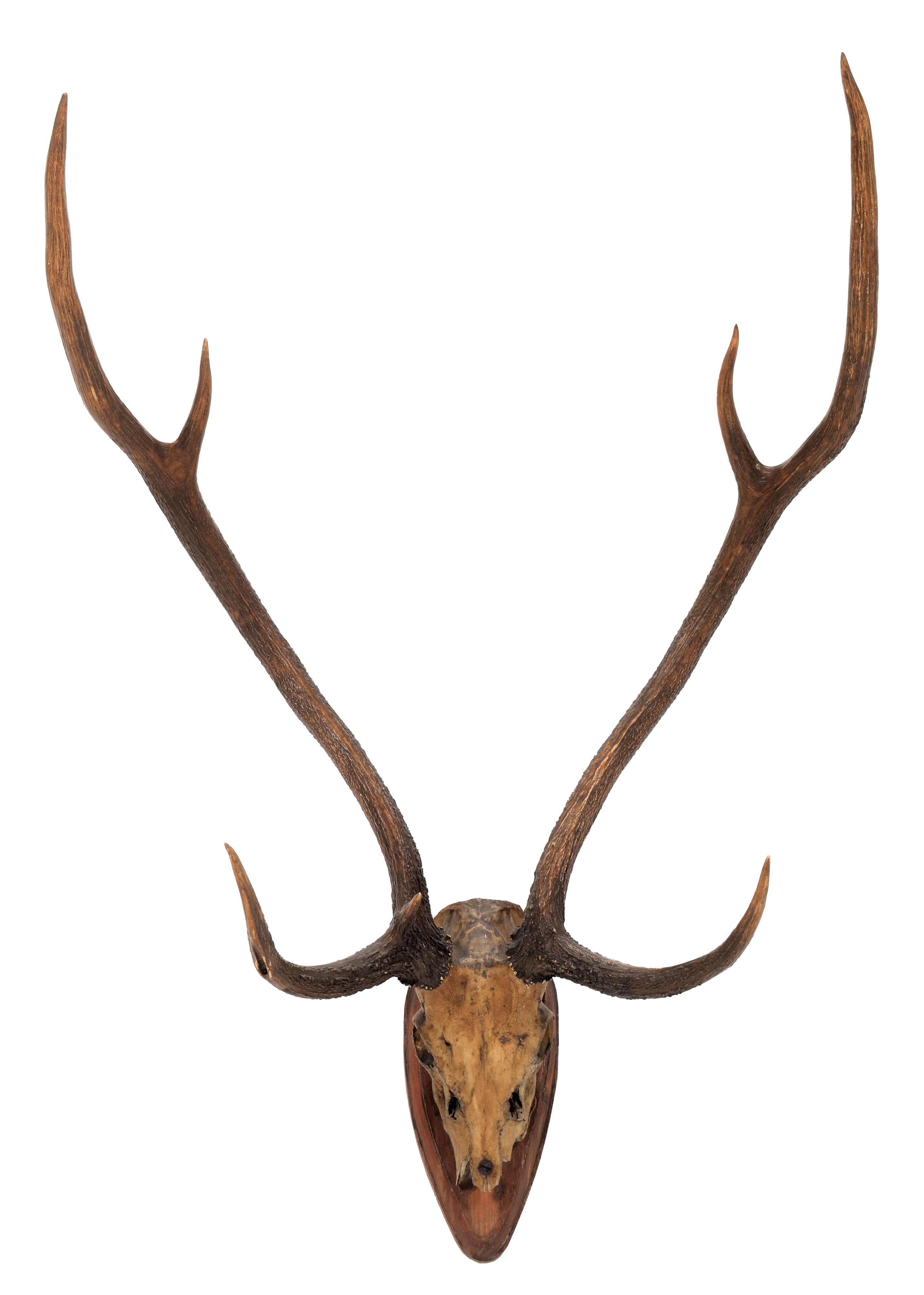 Lot 47 - Antlers/Horns: Axis Deer or Chital (Axis