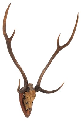 Lot 47 - Antlers/Horns: Axis Deer or Chital (Axis axis),...