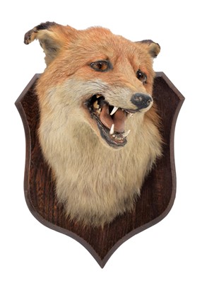 Lot 317 - Taxidermy: Red Fox Mask (Vulpes vulpes), dated...