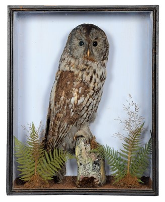 Lot 153 - Taxidermy: A Cased Tawny Owl (Strix aluco),...