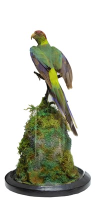 Lot 106 - Taxidermy: A Red-Capped Parrot...