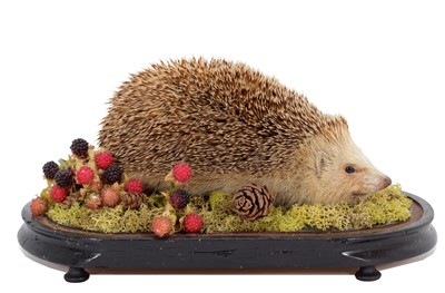 Lot 107 - Taxidermy: A European Hedgehog (Erinaceus...