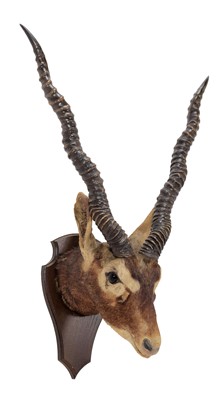 Lot 316 - Taxidermy: Indian Blackbuck (Antilope...