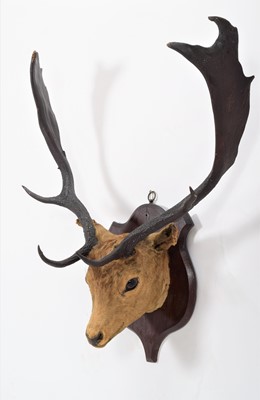 Lot 1435 - Taxidermy: Fallow Deer (Dama dama), circa 1900-...