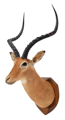 Lot 336 - Taxidermy: Southern Impala (Aepyceros melampus...