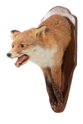 Lot 109 - Taxidermy: A Red Fox Forepart (Vulpes vulpes)...
