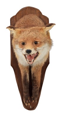 Lot 109 - Taxidermy: A Red Fox Forepart (Vulpes vulpes)...