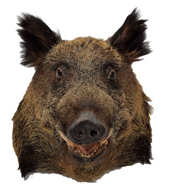 Lot 147 - Taxidermy: European Wild Boar (Sus scrofa),...