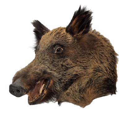 Lot 147 - Taxidermy: European Wild Boar (Sus scrofa),...