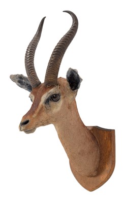 Lot 242 - Taxidermy: Southern Gerenuk (Litocranius...