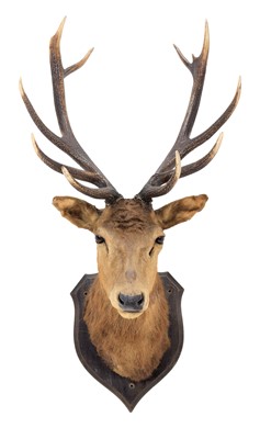 Lot 243 - Taxidermy: European Red Deer (Cervus elaphus),...