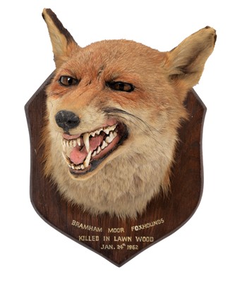 Lot 244 - Taxidermy: Red Fox Mask (Vulpes vulpes), dated...