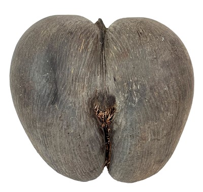 Lot 119 - Natural History: A Large Coco de Mer Nut...