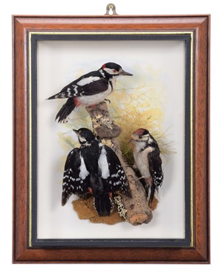 Lot 156 - Taxidermy: A Wall Cased Trio of Great Spotted...