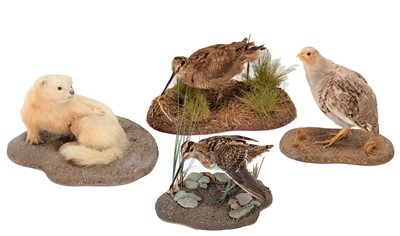 Lot 154 - Taxidermy: A Group of Countryside Game Birds,...