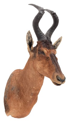 Lot 246 - Taxidermy: Cape Red Hartebeest (Alcelaphus...