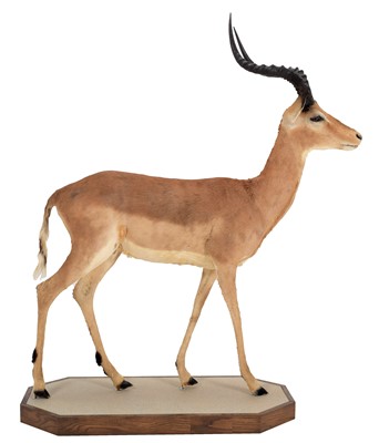 Lot 247 - Taxidermy: Common Impala Full Mount (Aepyceros...