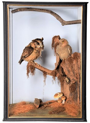 Lot 301 - Taxidermy: A Cased Pair of Indian Scops Owls...