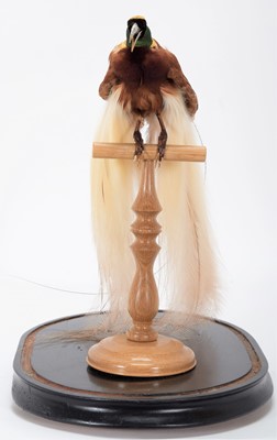 Lot 155 - Taxidermy: A Greater Bird-Of-Paradise...