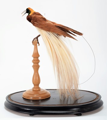 Lot 155 - Taxidermy: A Greater Bird-Of-Paradise...