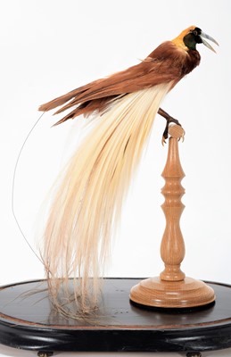 Lot 155 - Taxidermy: A Greater Bird-Of-Paradise...