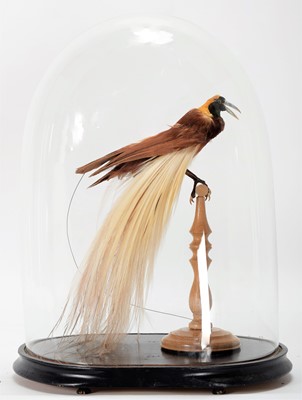 Lot 155 - Taxidermy: A Greater Bird-Of-Paradise...