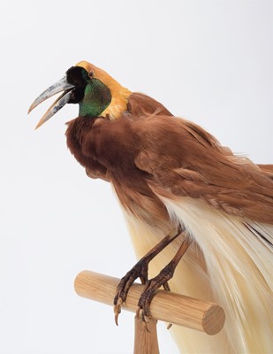 Lot 155 - Taxidermy: A Greater Bird-Of-Paradise...