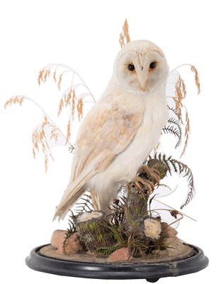 Lot 157 - Taxidermy: A European Barn Owl (Tito alba),...