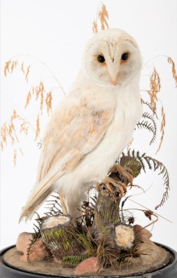 Lot 157 - Taxidermy: A European Barn Owl (Tito alba),...