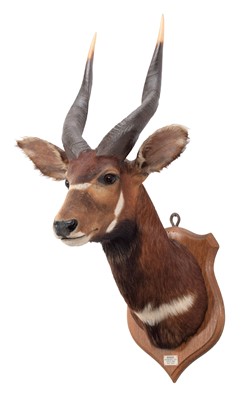 Lot 341 - Taxidermy: Lowland Bongo (Tragelaphus...