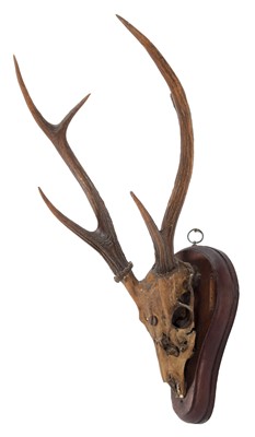 Lot 55 - Antlers/Horns: Hog Deer / Muntjac /...