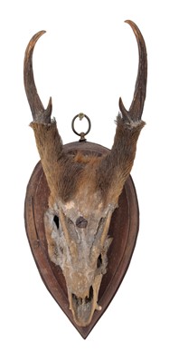Lot 55 - Antlers/Horns: Hog Deer / Muntjac /...