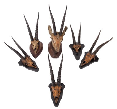 Lot 43 - Antlers/Horns: Chinkara or Ravine Deer...