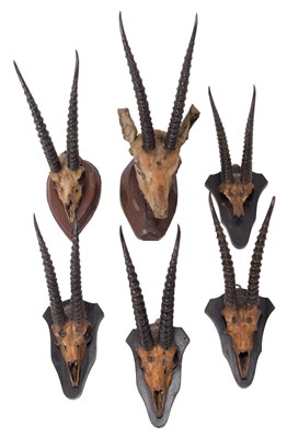 Lot 43 - Antlers/Horns: Chinkara or Ravine Deer...