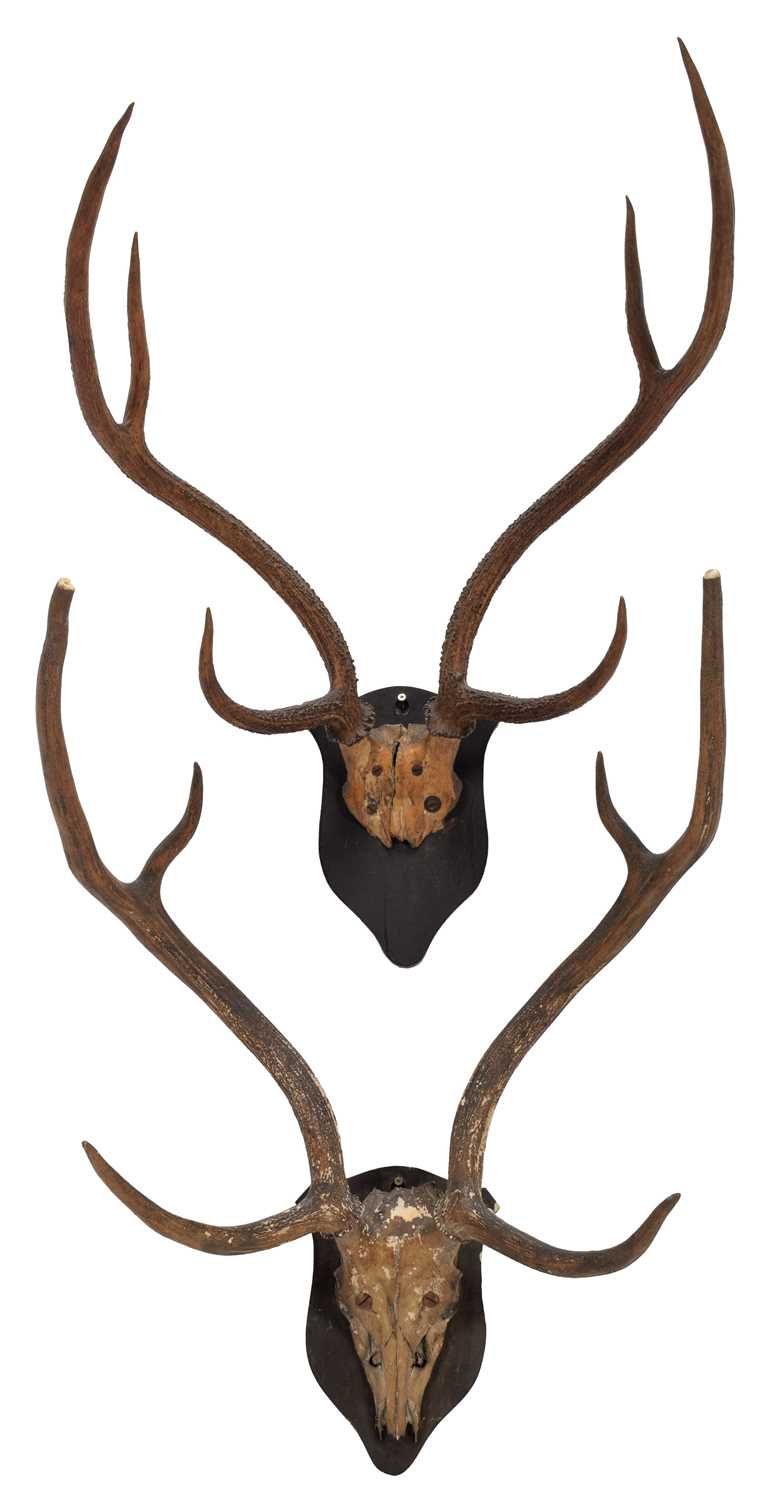 Lot 56 - Antlers/Horns: Axis Deer or Chital (Axis axis),...