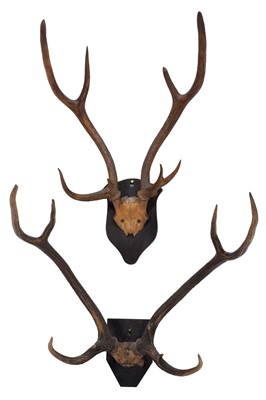 Lot 37 - Antlers/Horns: Axis Deer or Chital (Axis axis),...